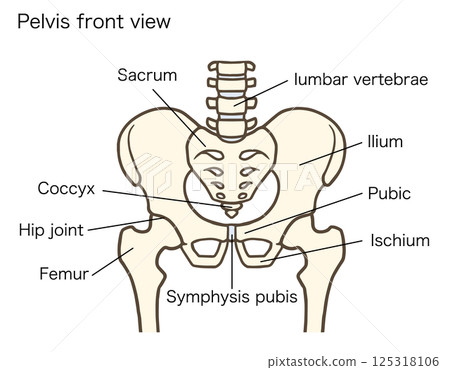 Pelvis and hip joint structure, lumbar vertebrae, intervertebral discs, hip bone, sacrum, ilium, pubic bone, ischium, with explanation Pelvis and hip joint structure, lumbar vertebrae, intervertebral discs, hip bone, sacrum, ilium, pubic bone, ischium, with explanation 125318106