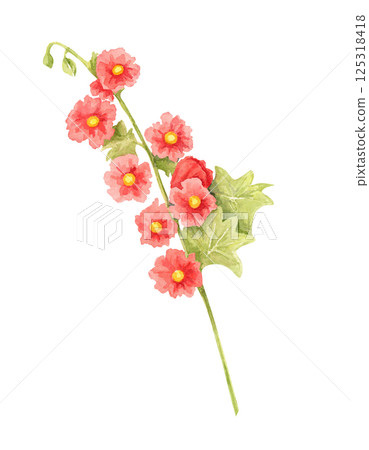 Scarlet red hollyhock flower watercolor illustration with delicate leaves. Hand drawn clipart Ideal for greeting cards, wall art, textiles, and digital pattern designs featuring garden flowers 125318418