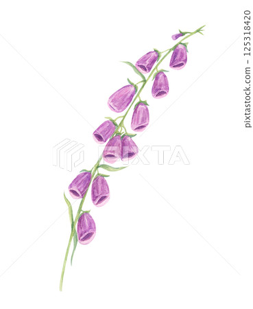 Purple and pink foxglove stems watercolor illustration, detailed with graceful blooms. Ideal for nature-inspired patterns, stationery, home textiles, and digital backgrounds 125318420
