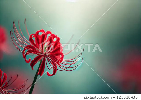 Cluster amaryllis 125318433