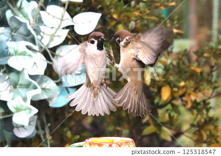 The hustle and bustle of the sparrow feeding area The hustle and bustle of the sparrow feeding area 125318547