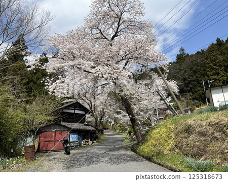 Sakura and Kage Touring 125318673