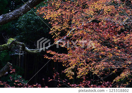 Higashine村莊秋葉 Higashine村莊秋葉 125318802