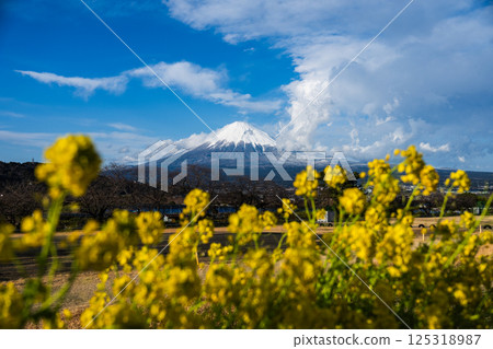 Mount Fuji in Spring 125318987