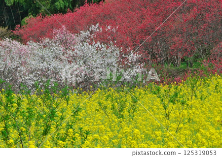 A colorful paradise (The village closest to heaven: Onan Town, Ochi District, Shimane Prefecture) 125319053