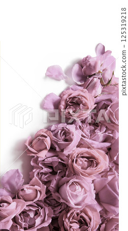 Red roses on a white background Red roses on a white background 125319218