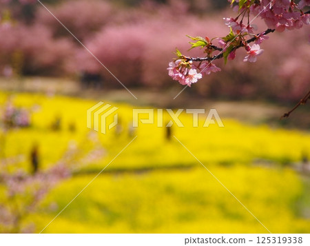 河津櫻花和油菜花 河津櫻花和油菜花 125319338