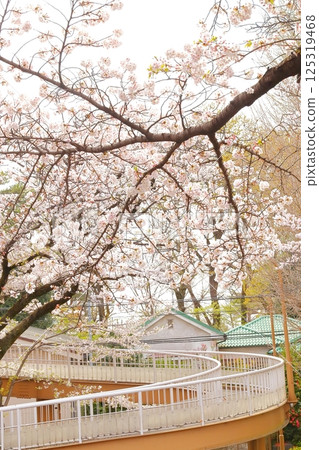 Daigaku Dori in full bloom in Kunitachi City Daigaku Dori in full bloom in Kunitachi City 125319468