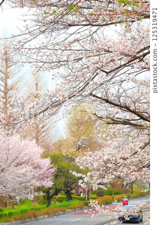 Daigaku Dori in full bloom in Kunitachi City 125319471