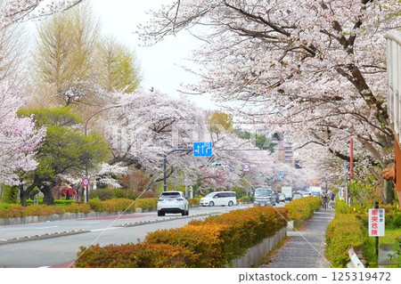 Daigaku Dori in full bloom in Kunitachi City 125319472