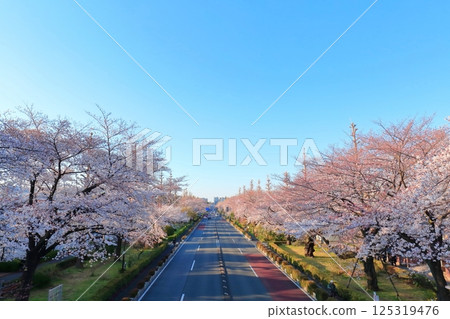 國立市盛開的大學大道 125319476