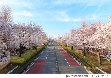 Daigaku Dori in full bloom in Kunitachi City Daigaku Dori in full bloom in Kunitachi City 125319484