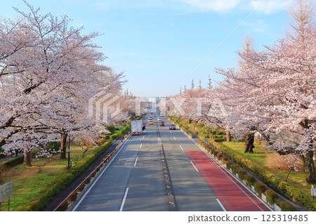 Daigaku Dori in full bloom in Kunitachi City Daigaku Dori in full bloom in Kunitachi City 125319485
