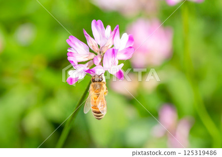 Lotus grass and bee Lotus grass and bee 125319486