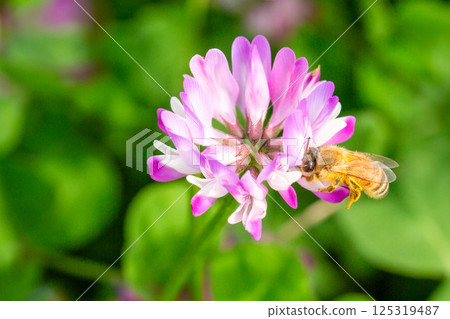 Lotus grass and bee Lotus grass and bee 125319487