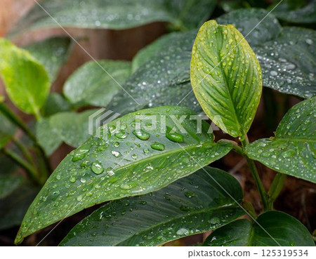 Leaves wet with rain 125319534