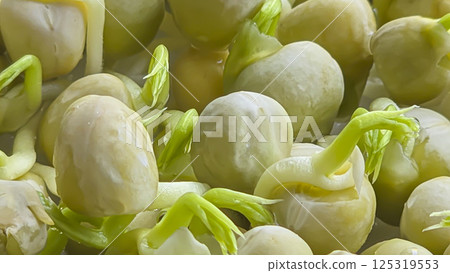 Microgreens. Growing Peas at Home. Step-by-Step Instructions. Microgreens. Growing Peas at Home. Step-by-Step Instructions. 125319553