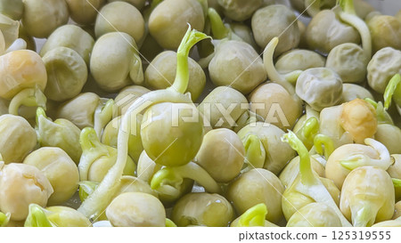 Microgreens. Growing Peas at Home. Step-by-Step Instructions. Microgreens. Growing Peas at Home. Step-by-Step Instructions. 125319555