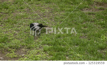 Grey crow on the grass eating a nut. Big large bird. Spring weather. 125319559