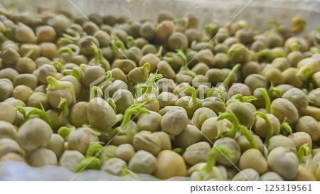 Microgreens. Growing Peas at Home. Pea Sprouts. Step-by-Step Instructions. 125319561
