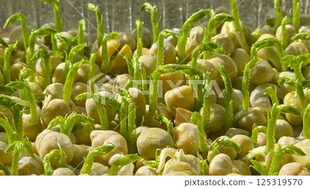 Microgreens. Growing Peas at Home. Pea Sprouts. Step-by-Step Instructions. 125319570