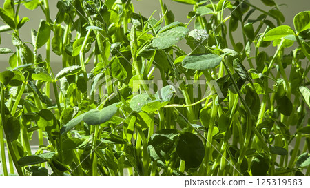 Microgreens. Growing Peas at Home. Pea Sprouts. Step-by-Step Instructions. Microgreens. Growing Peas at Home. Pea Sprouts. Step-by-Step Instructions. 125319583
