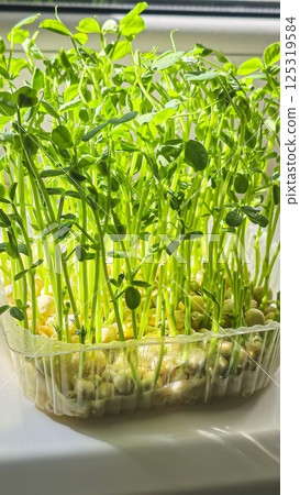 Microgreens. Growing Peas at Home. Pea Sprouts. Step-by-Step Instructions. 125319584