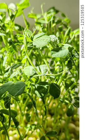 Microgreens. Growing Peas at Home. Pea Sprouts. Step-by-Step Instructions. Microgreens. Growing Peas at Home. Pea Sprouts. Step-by-Step Instructions. 125319585