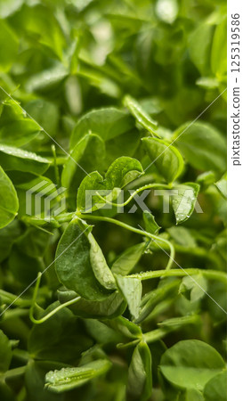 Microgreens. Growing Peas at Home. Pea Sprouts. Step-by-Step Instructions. 125319586
