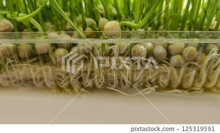 Microgreens. Growing Peas at Home. Pea Sprouts. Step-by-Step Instructions. 125319591