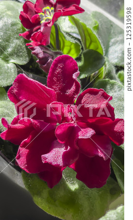 Decorative violets, indoor plants. Room interior decoration. Large flowers. Decorative violets, indoor plants. Room interior decoration. Large flowers. 125319598