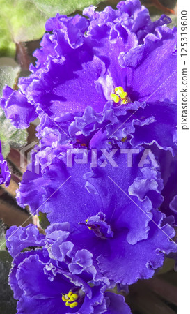 Decorative violets, indoor plants. Room interior decoration. Large flowers. 125319600