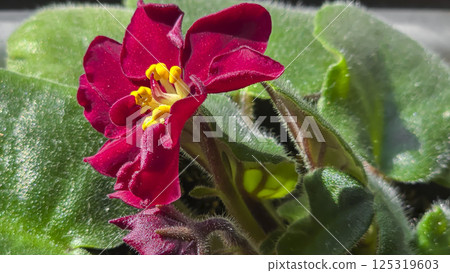 Decorative violets, indoor plants. Room interior decoration. Large flowers. 125319603