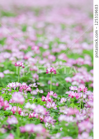 Pink lotus flowers spread all over the place 125319683