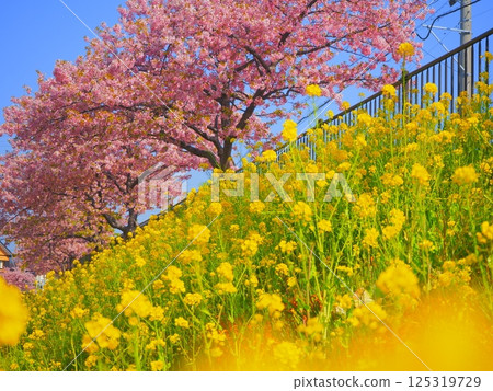 Kawazu cherry tree and rape blossoms Kawazu cherry tree and rape blossoms 125319729