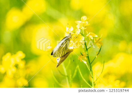 Rape blossoms and butterflies Rape blossoms and butterflies 125319744