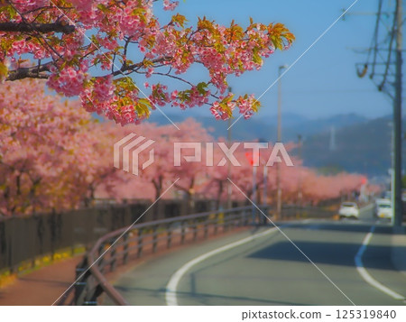 河津櫻花 125319840