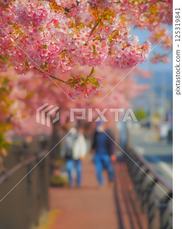 河津櫻花 125319841