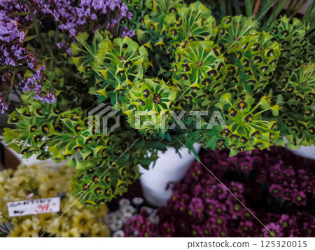 Fresh green euphorbia displayed in flower shop in Prague Holesovice market, Czech republic Fresh green euphorbia displayed in flower shop in Prague Holesovice market, Czech republic 125320015