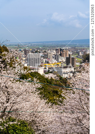大館山稻荷神社的櫻花[長崎縣諫早市] 125320063