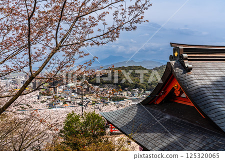 大館山稻荷神社的櫻花[長崎縣諫早市] 125320065