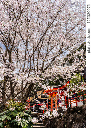 大館山稻荷神社的櫻花[長崎縣諫早市] 125320073