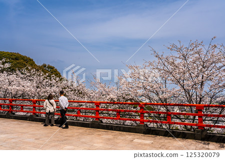 大館山稻荷神社的櫻花[長崎縣諫早市] 125320079