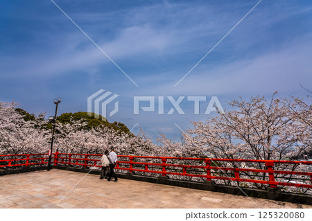 大館山稻荷神社的櫻花[長崎縣諫早市] 125320080