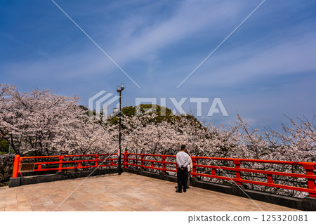 Cherry blossoms at Otateyama Inari Shrine [Isahaya City, Nagasaki Prefecture] 125320081