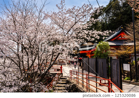 Cherry blossoms at Otateyama Inari Shrine [Isahaya City, Nagasaki Prefecture] 125320086