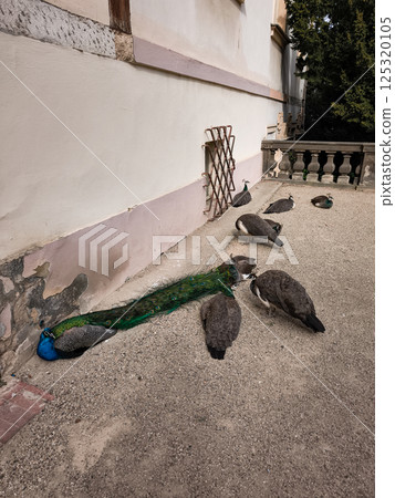 Peacocks resting in the courtyard of a historic building in prague vojan garden 125320105