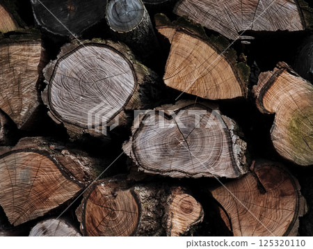 Wooden logs piled neatly, displaying prominent tree rings against forest greenery, embodying woodland texture 125320110