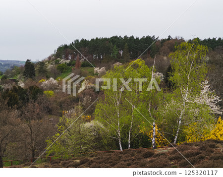 Blooming trees covering rolling hills of prague botanical gardens in springtime 125320117