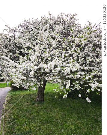 Blooming cherry tree stands in green meadow during springtime copy space Blooming cherry tree stands in green meadow during springtime copy space 125320126